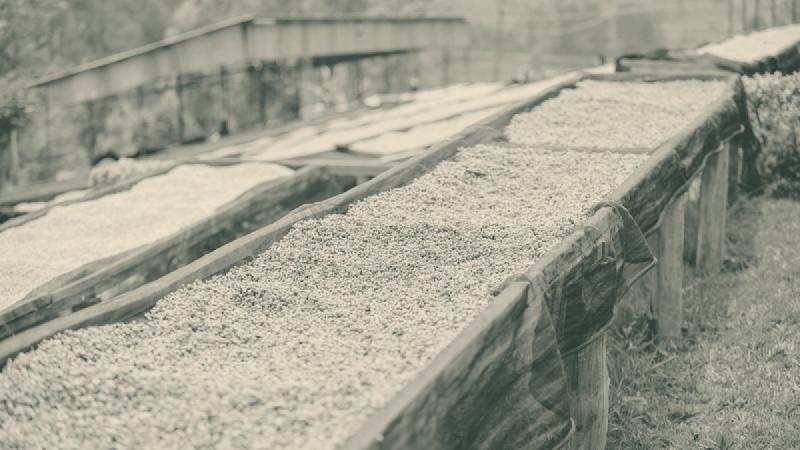 Aufbereitung extrem: Warum Washed, Natural & Anaerobic dein Setup limitieren